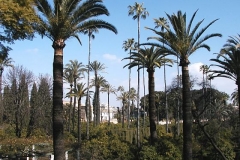 Park v Seville