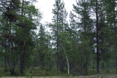 Finský les